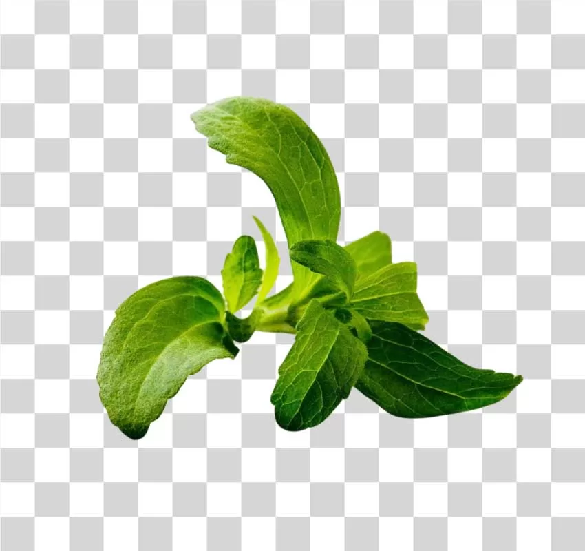 Stevia Leaf Natural Sweetener Plant PNG Image