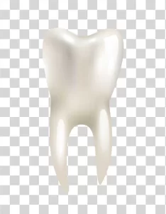 Tooth White Molar Icon png image