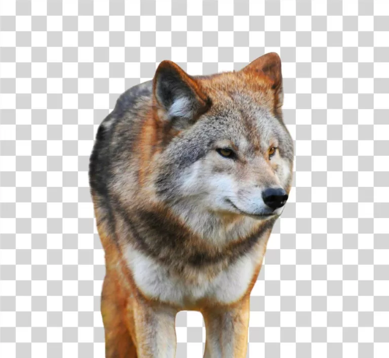 Wolf Wild Animal PNG Image