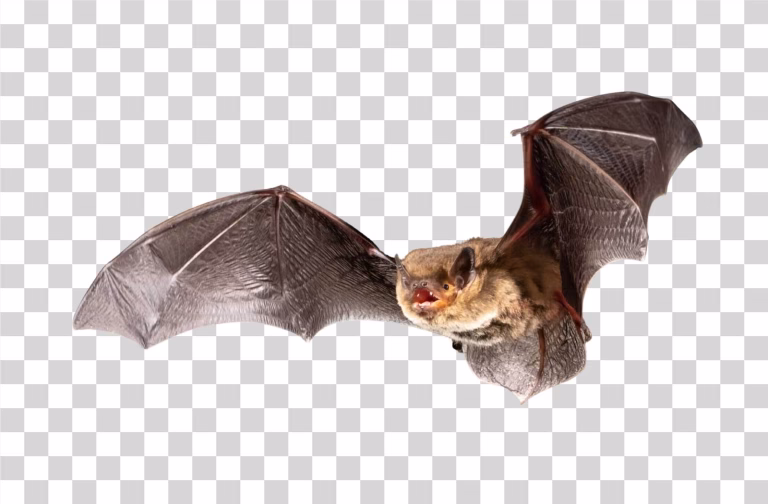Bat Flying Mammal Animal PNG