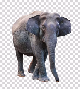 Big Elephant Wild Animal PNG