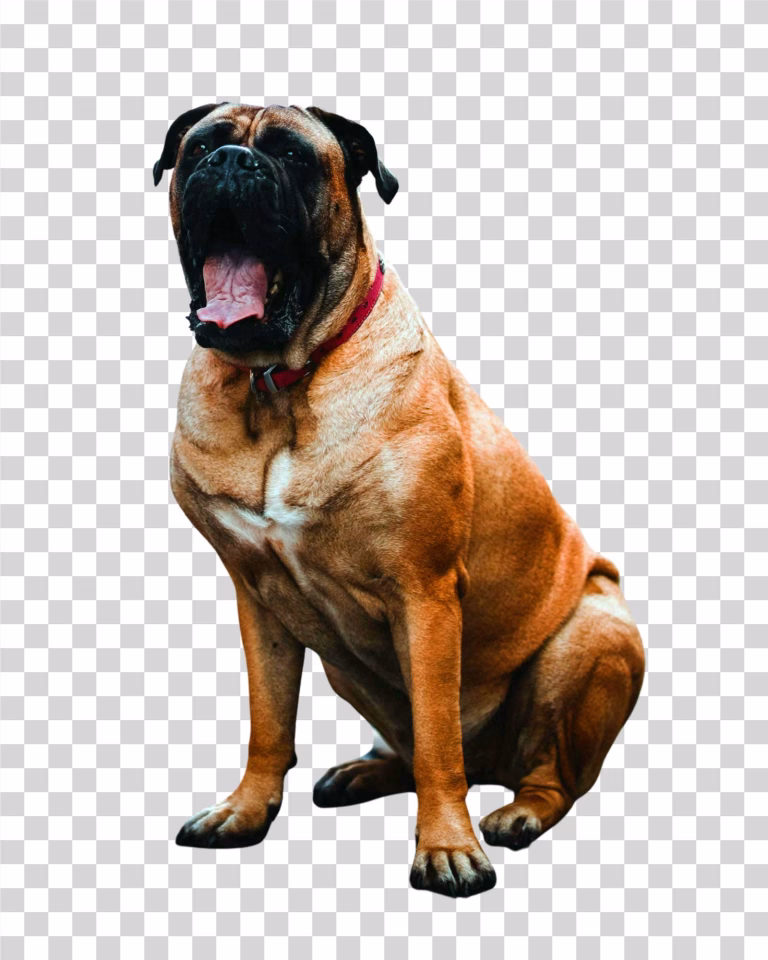 Bullmastiff Dog Breed PNG