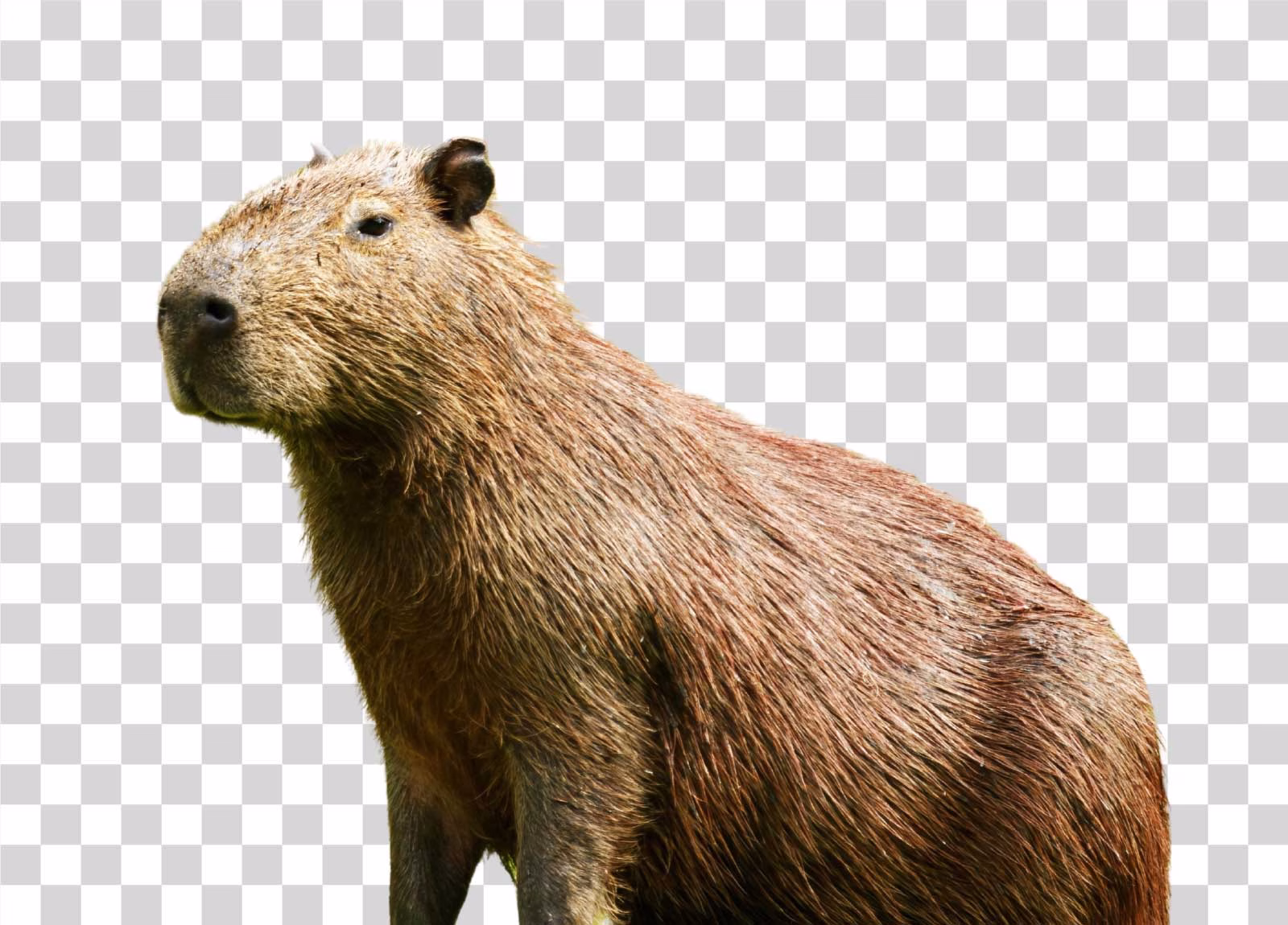 Capybara Large Rodent Animal PNG