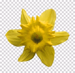 Daffodil Flower PNG Transparent