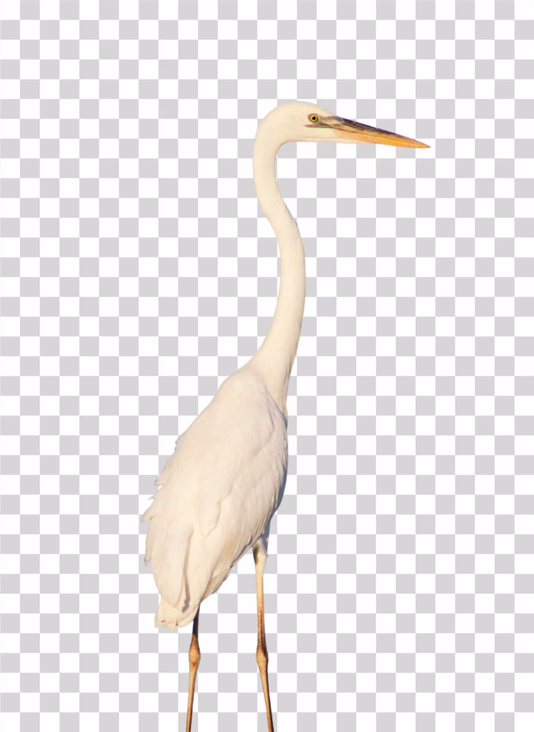 Egret PNG Transparent