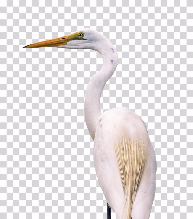 Egret White Bird PNG Image