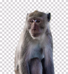Monkey image transparent free