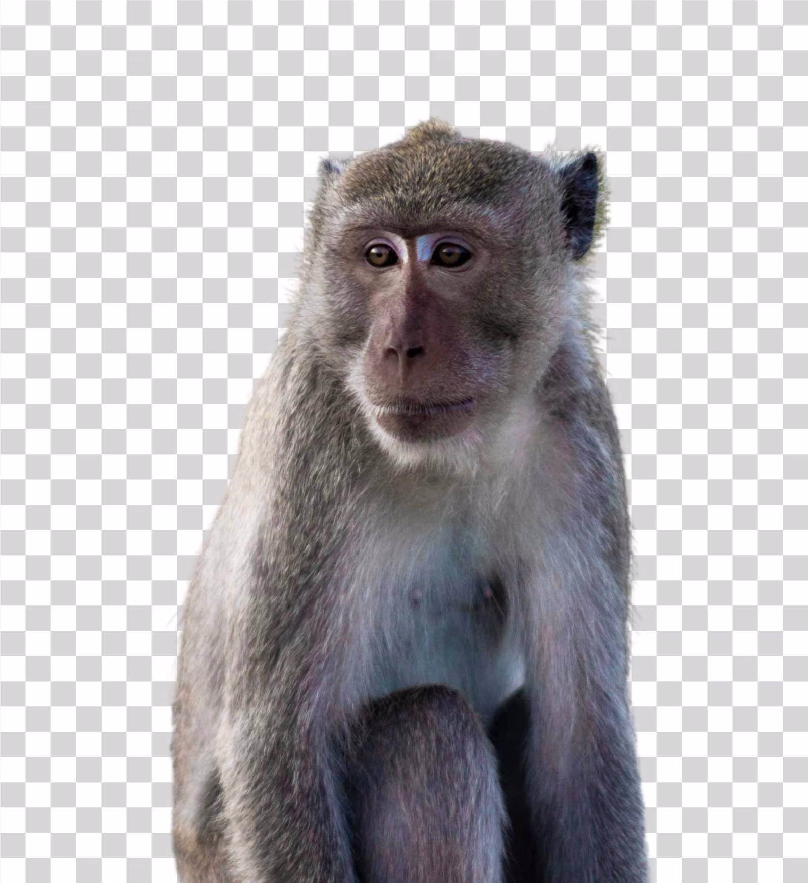 Monkey image transparent free
