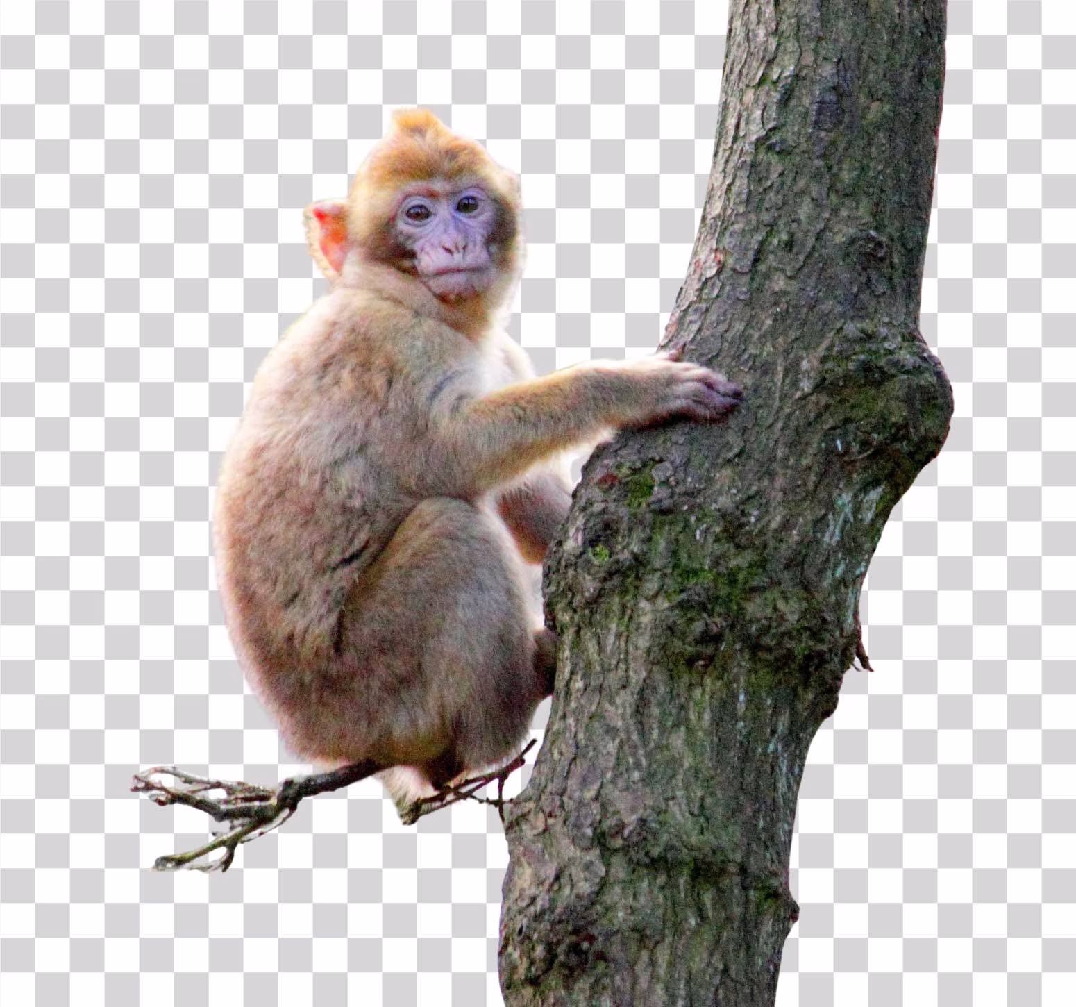 Monkey png transparent