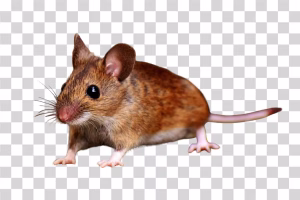 Rat Rodent Animal PNG Image