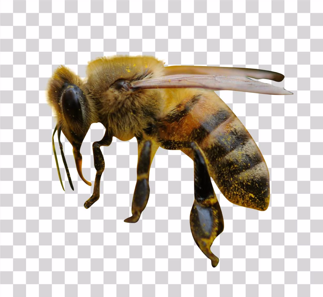 Bee Flying png