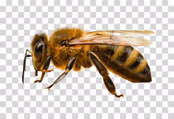 Bee Insect Honey Producer PNG