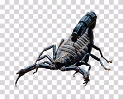 A PNG image for download of Black Scorpion
