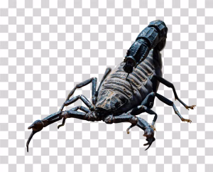 A PNG image for download of Black Scorpion