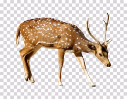 Deer Forest Animal png