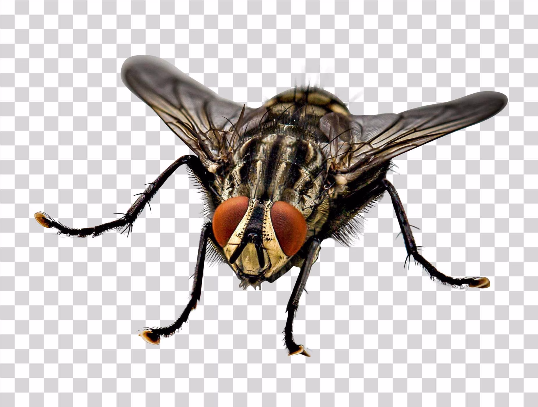 Fly Housefly Insect PNG