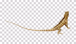 Lizard Reptile Species Transparent Image
