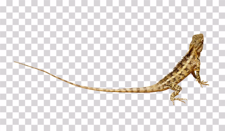 Lizard Reptile Species Transparent Image