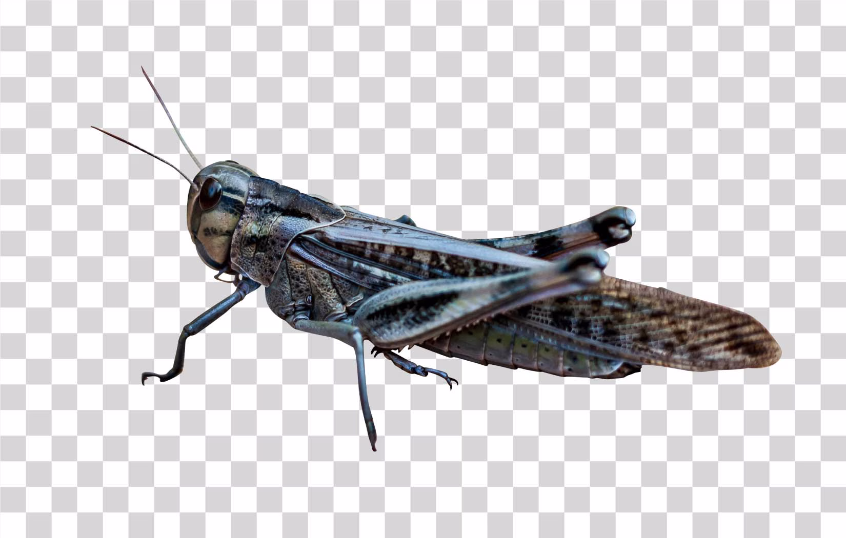 Locust Insect PNG