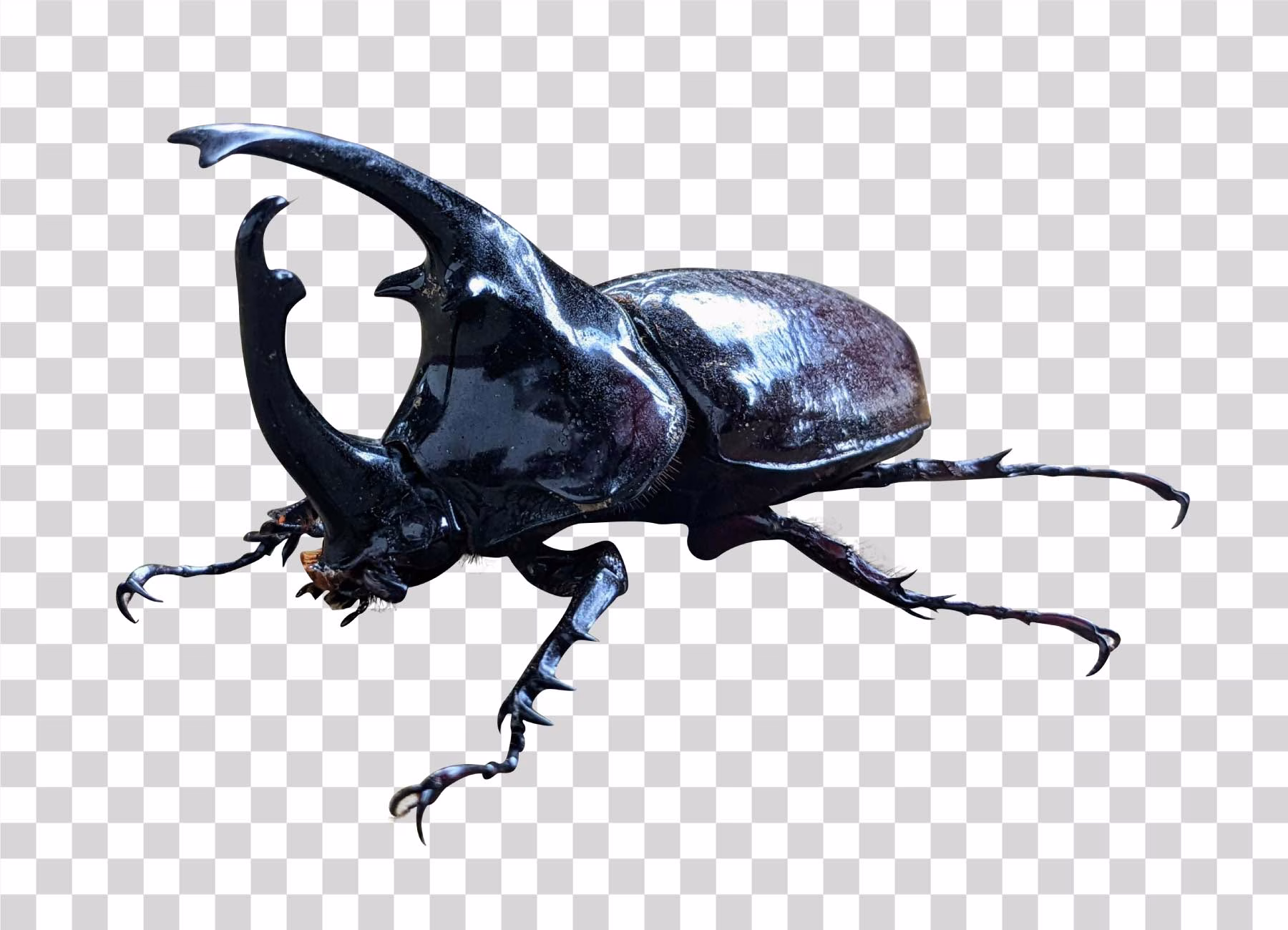 Rhinoceros Beetle Transparent Image