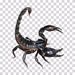 Scorpion Venomous Arachnid PNG