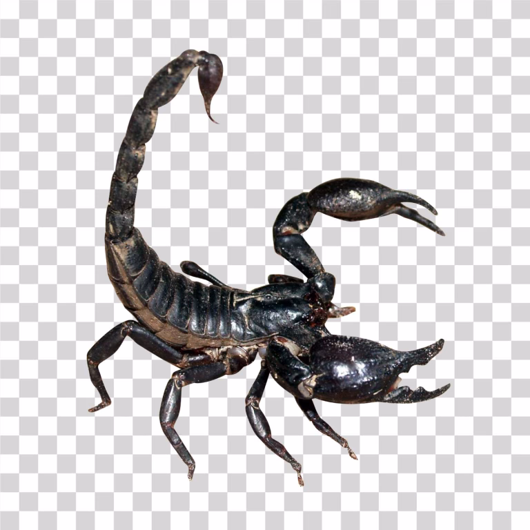 Scorpion Venomous Arachnid PNG
