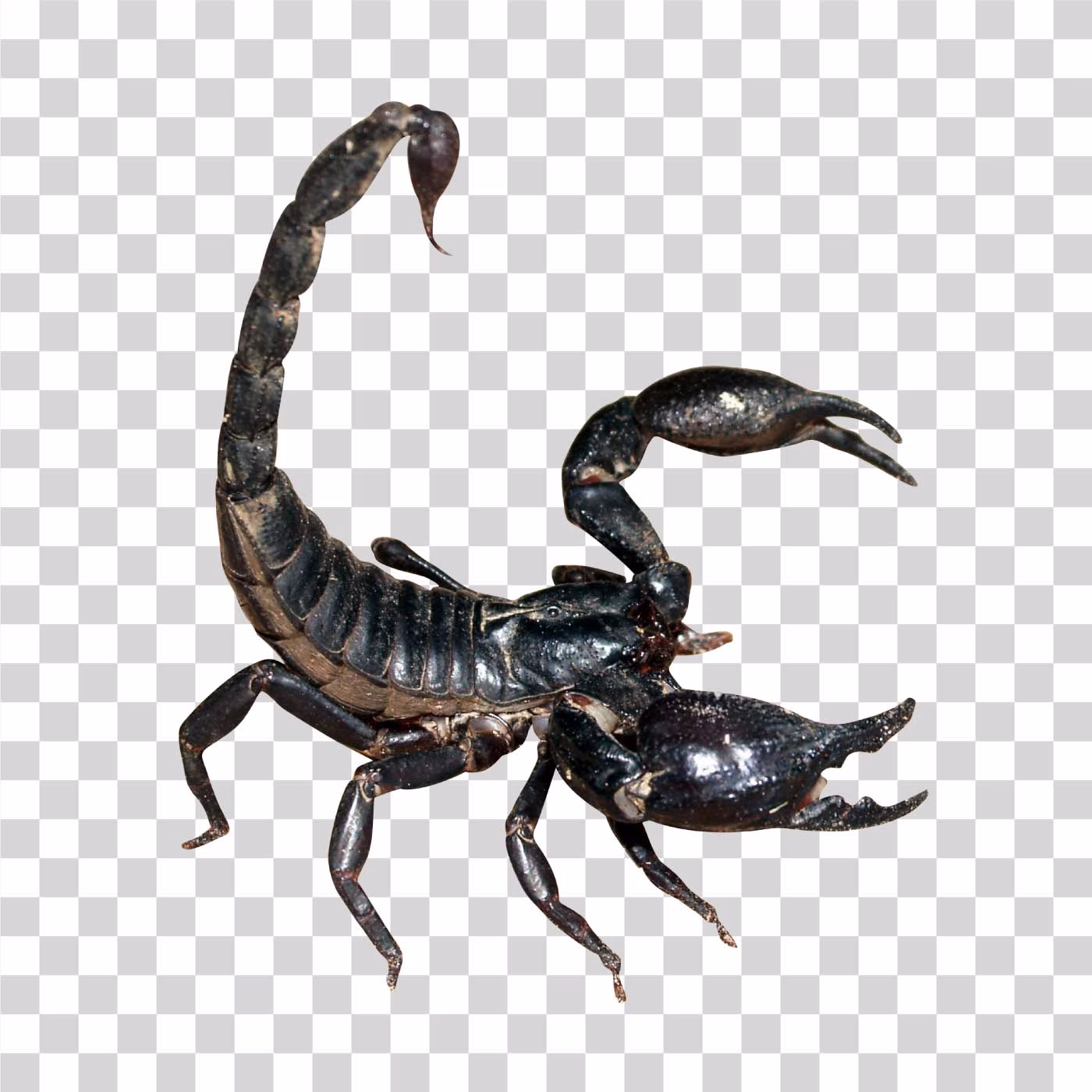 Scorpion Venomous Arachnid PNG