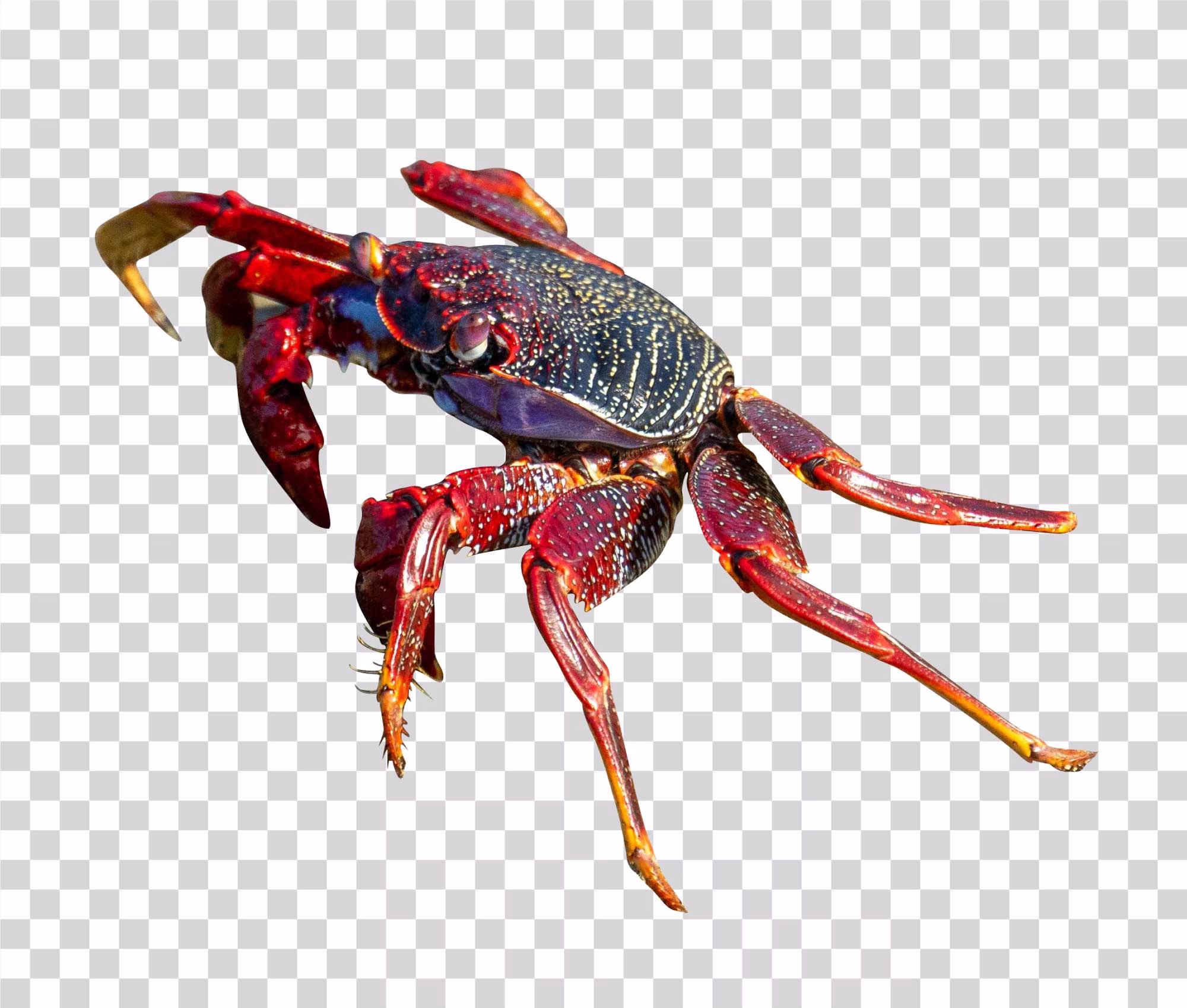 Sea Crab PNG