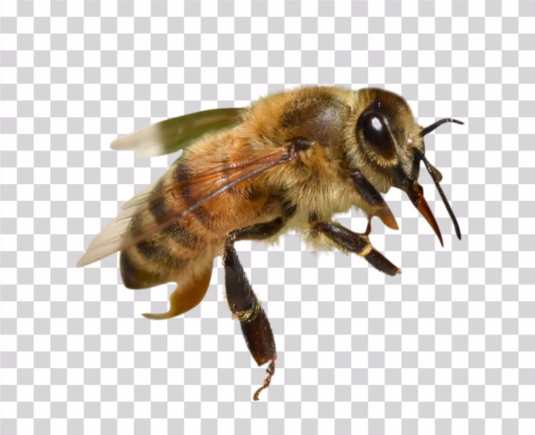 Bee PNG Image