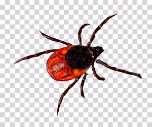 Deer Tick PNG