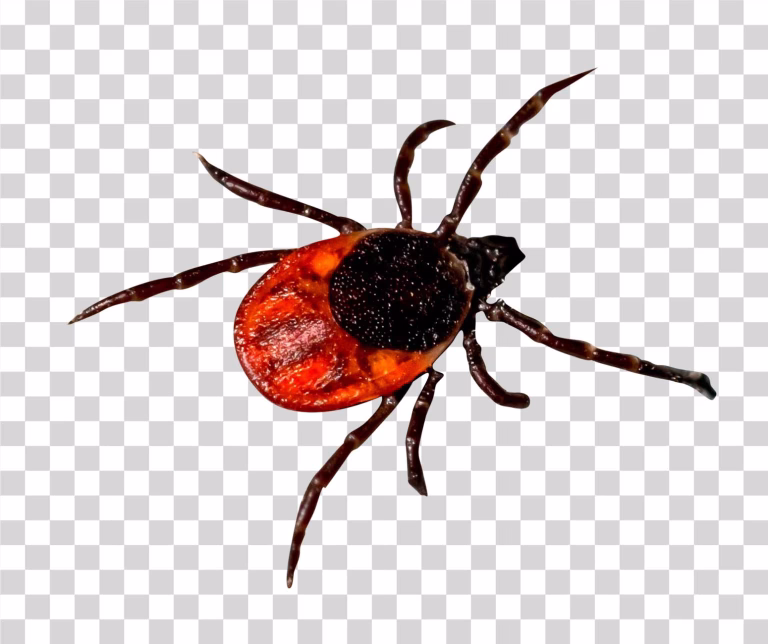 Deer Tick PNG