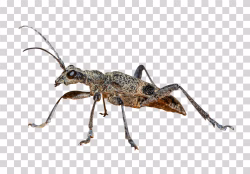 Rhagium PNG