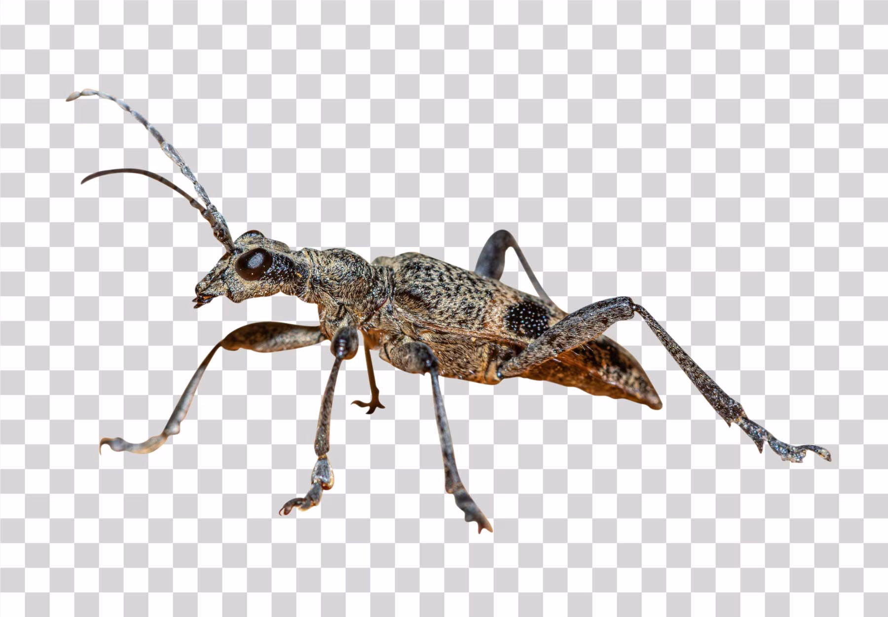 Rhagium PNG