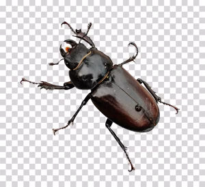 Stag-Beetle-png