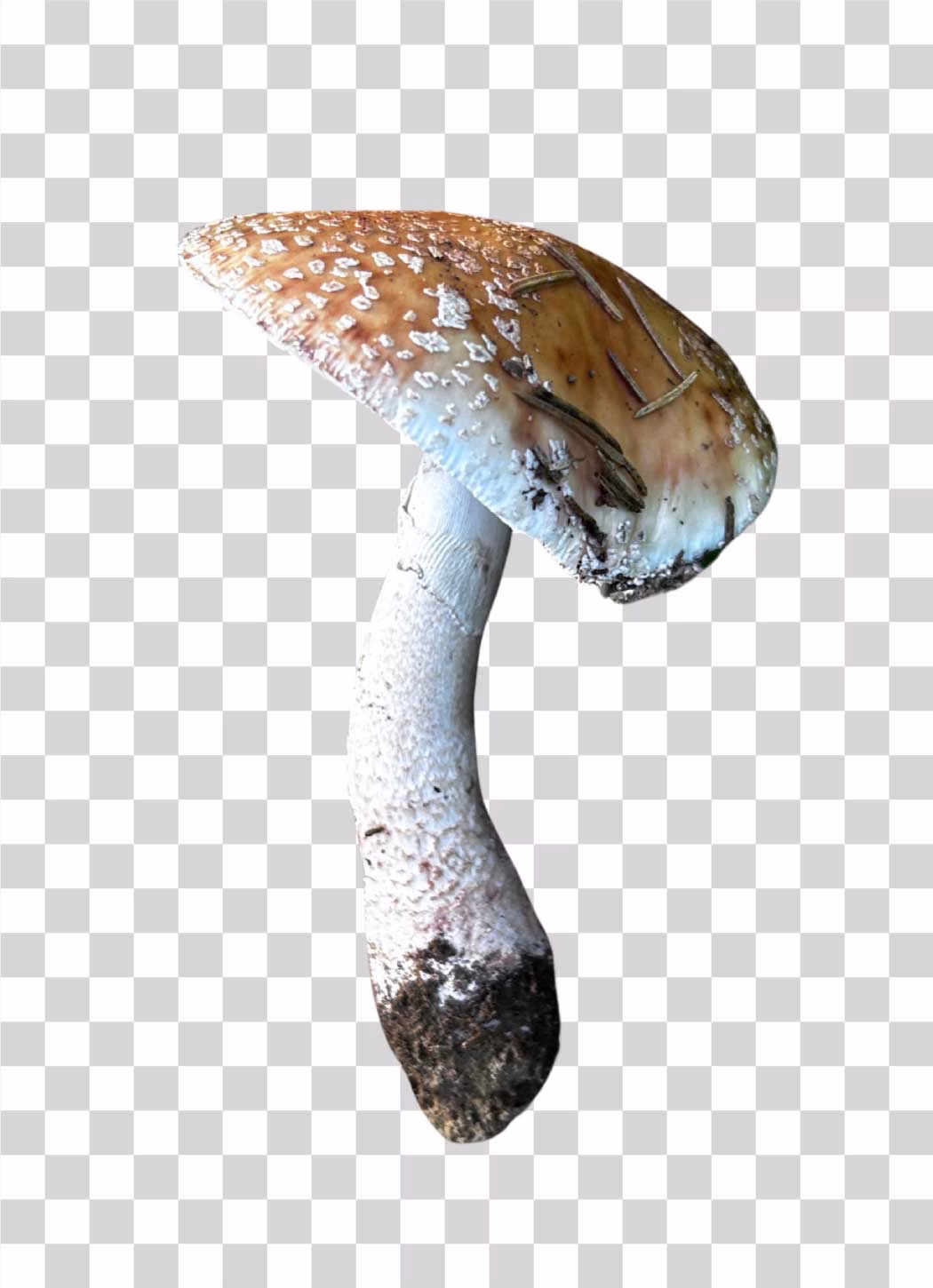 Mushroom Transparent
