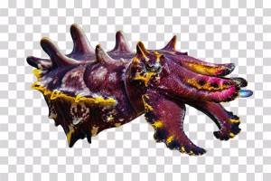 Ascarosepion pfefferi, Pfeffer's Flamboyant Cuttlefish, Transparent Ascarosepion pfefferi Transparent
