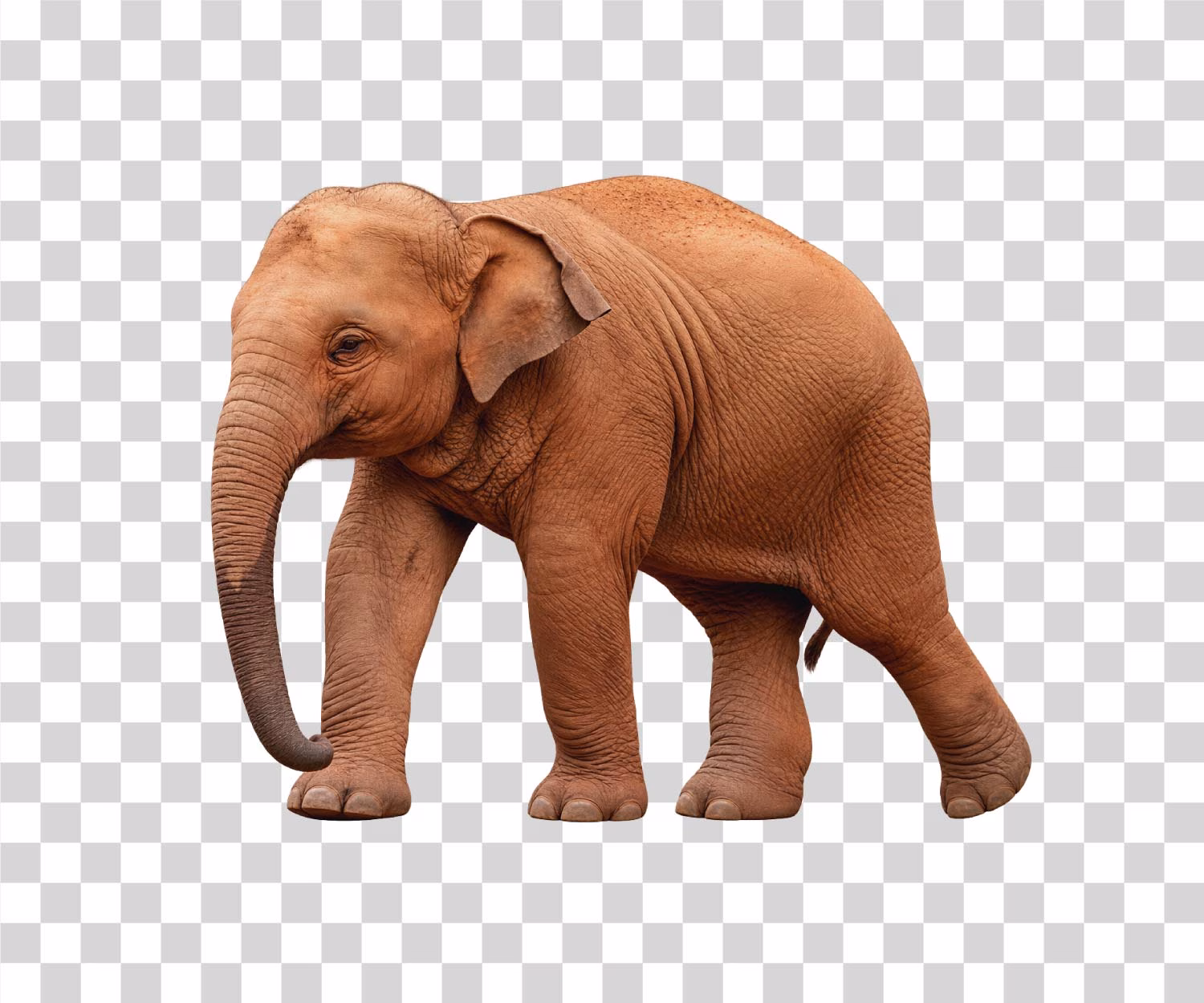 Baby Elephant png transparent