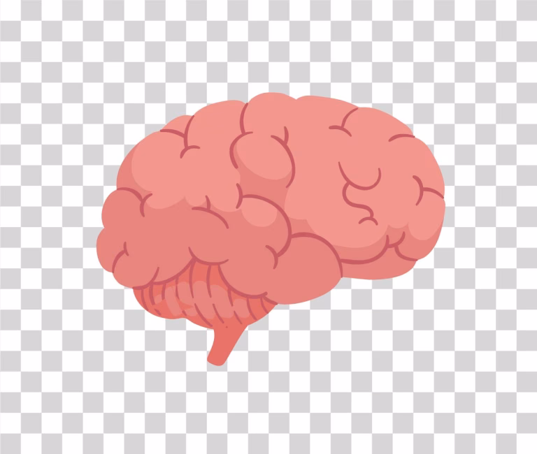 Brain Illustration PNG