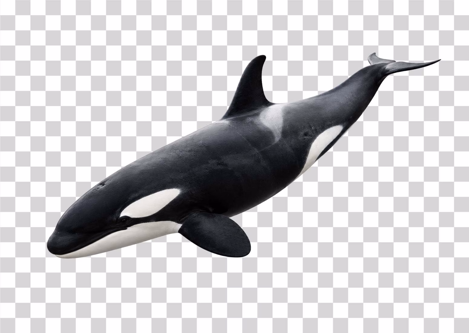 Full Body Orca Killer Whale