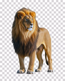 Lion PNG Image