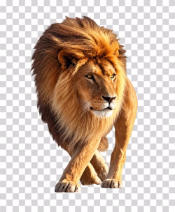Lion Transparent PNG