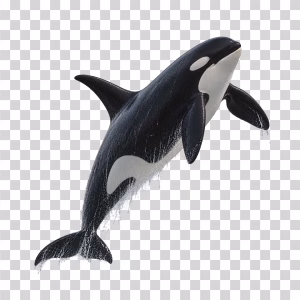 Orca Breaching and Splashing, Killer Whale Jumping from Ocean as Transparent Image Orca Breaching png