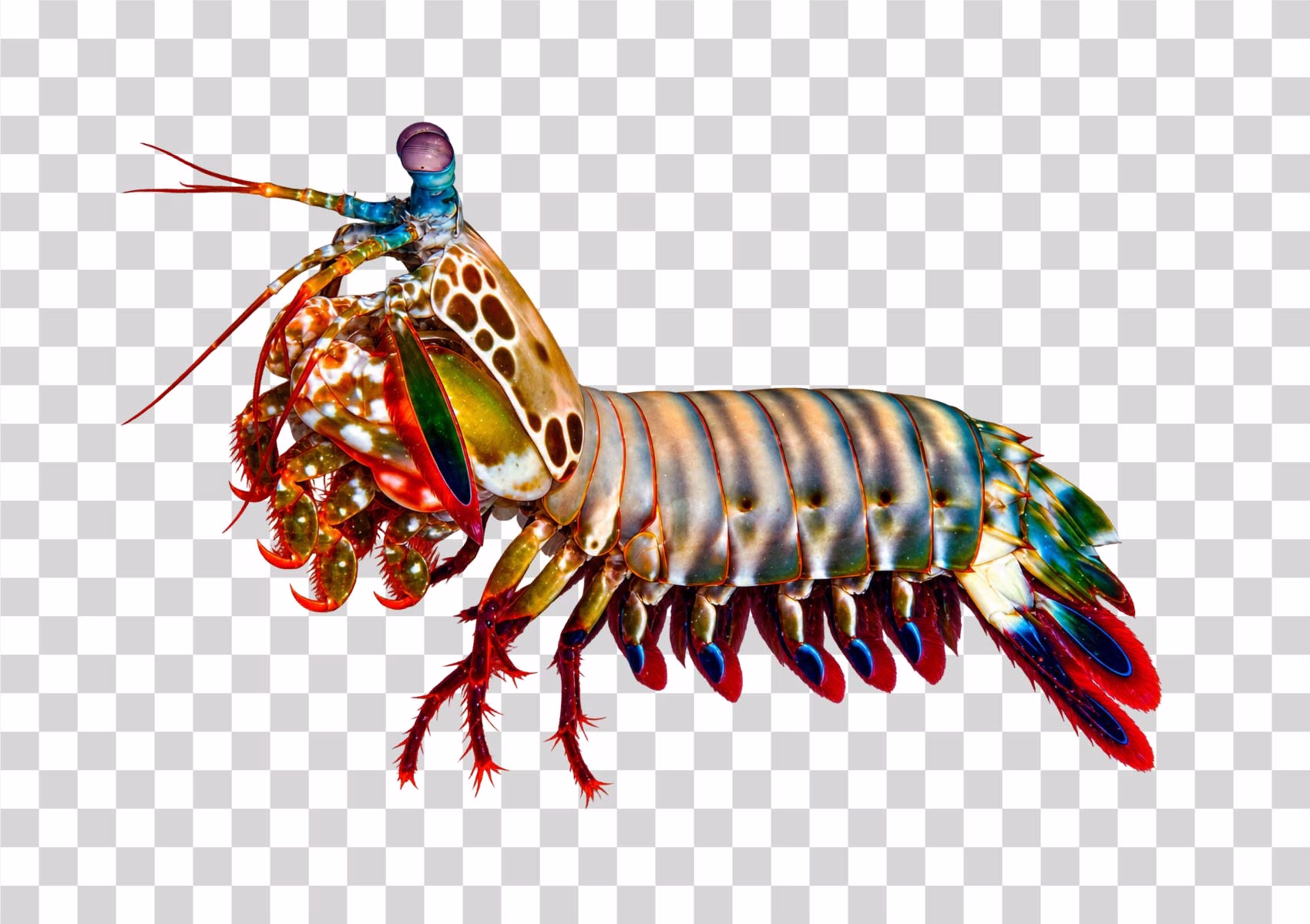 Peacock Mantis Shrimp