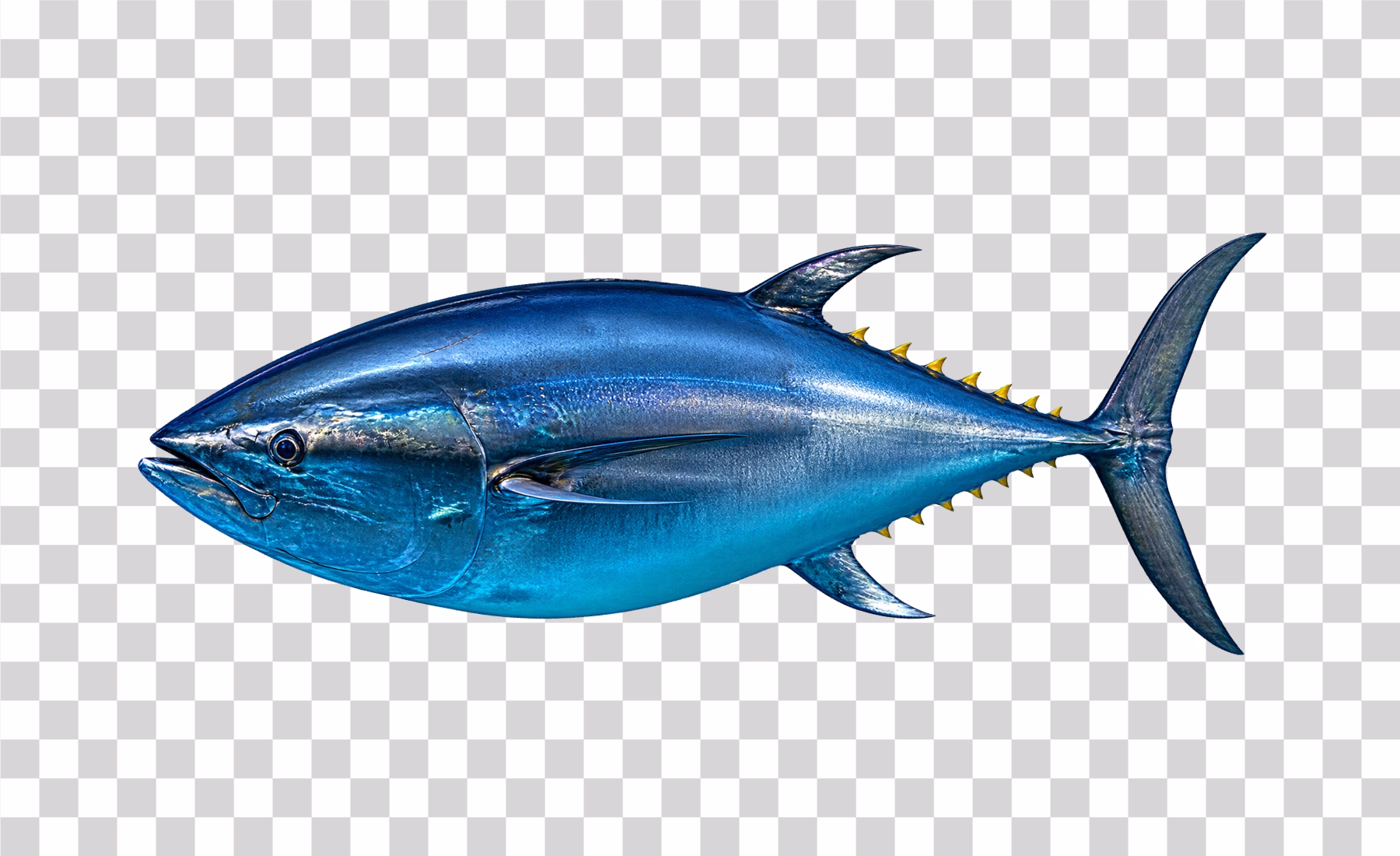 Tuna Fish png