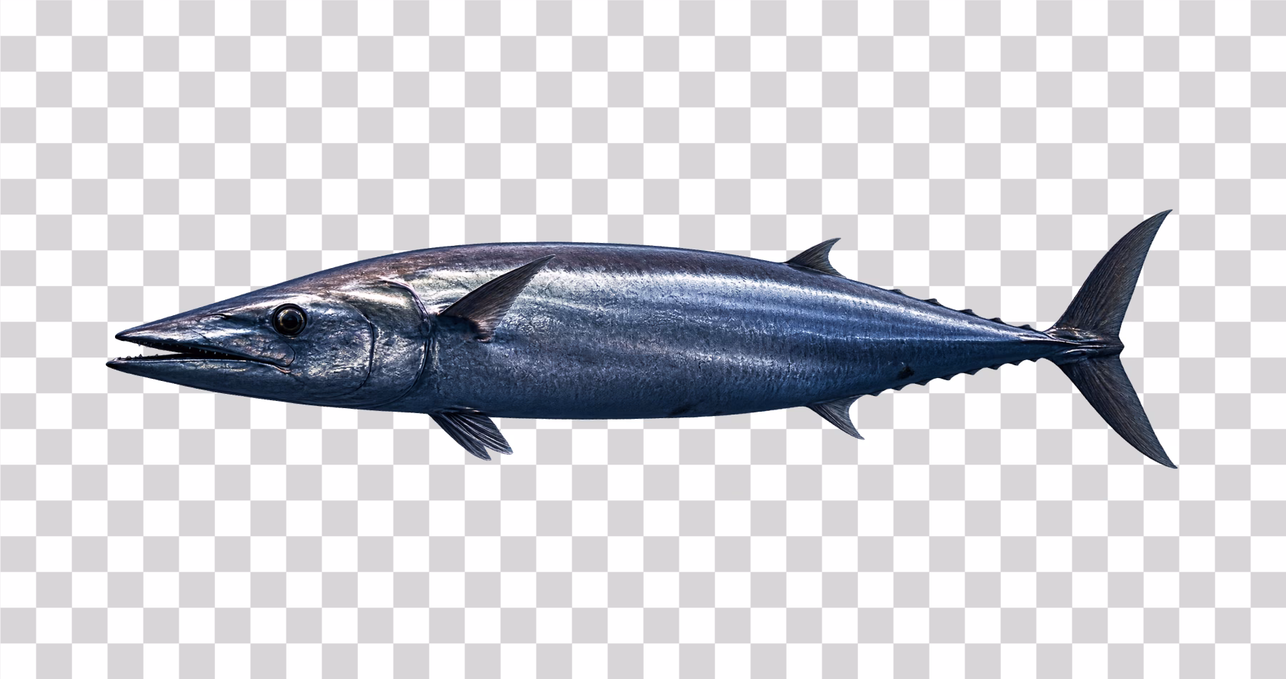Wahoo Fish png
