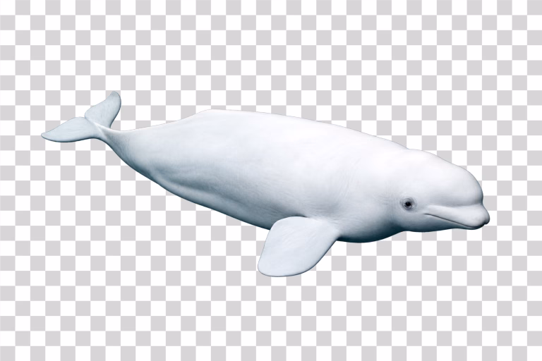 Beluga Whale Full Body