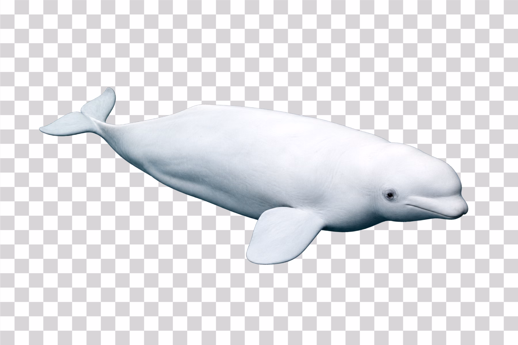 Beluga Whale Full Body