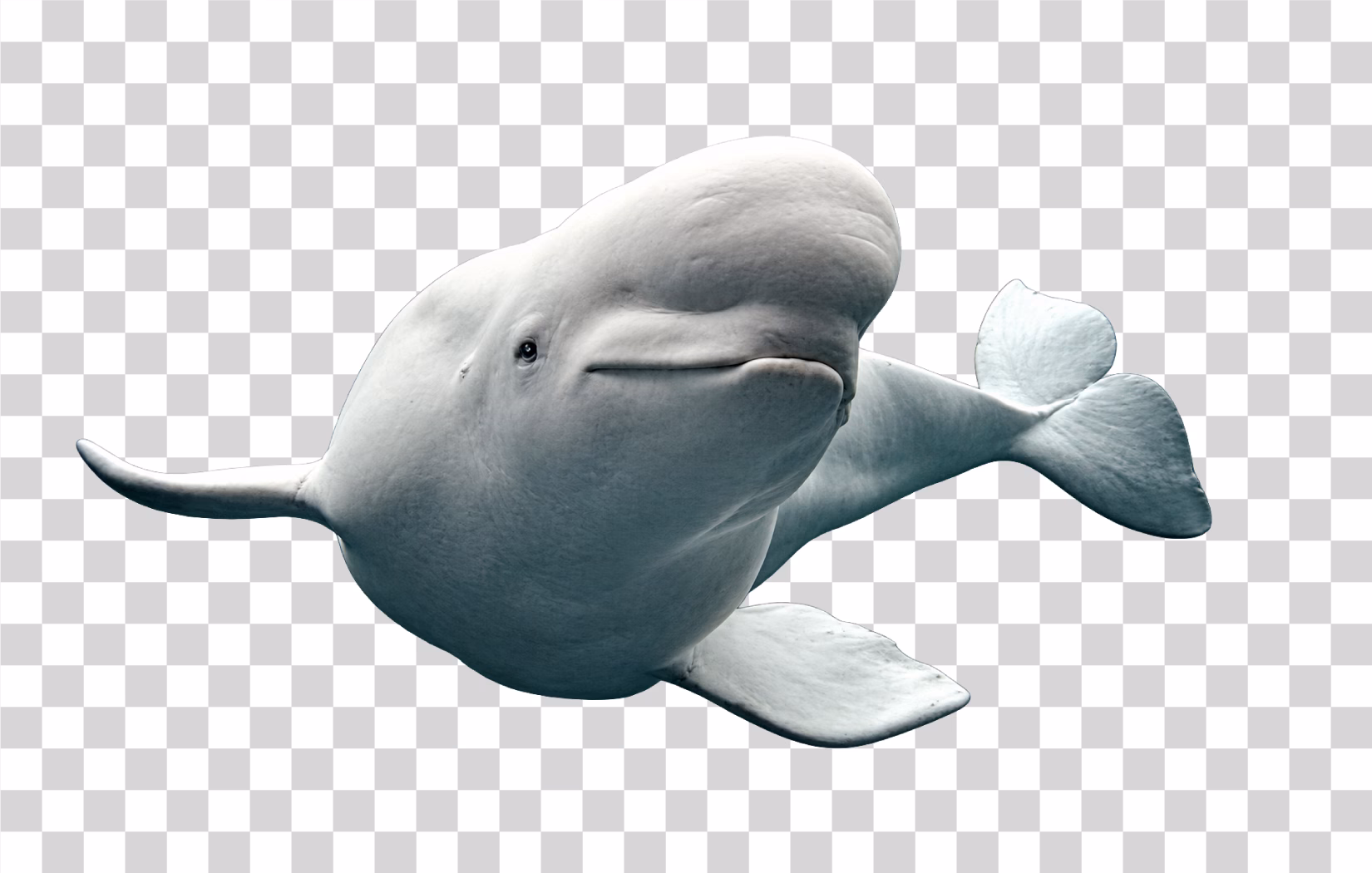 Beluga Whale PNG