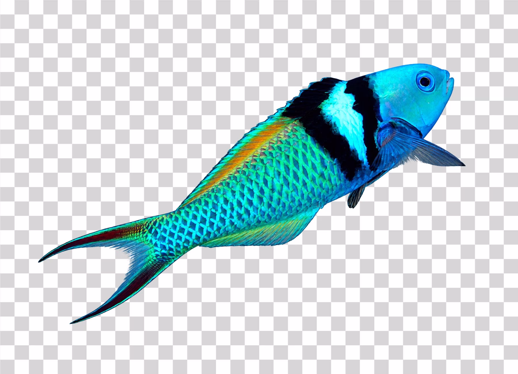Bluehead Wrasse