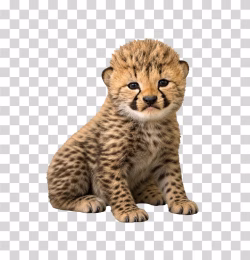 Cheetah Cub PNG Image
